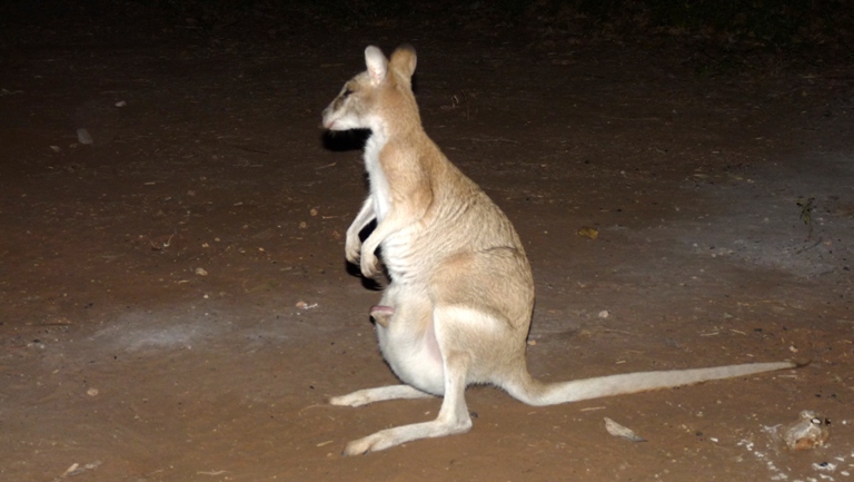 Wallaby